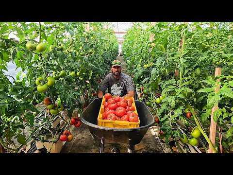 This Huge Tomato Harvest Created a New Problem