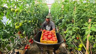 This Huge Tomato Harvest Created a New Problem