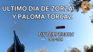 BUEN FIN TEMPORADA EN ANDALUCIA ZORZAL - TORDO Y PALOMA TORCAZ TEMPORADA 2023 / 2024