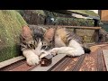 You get one happiness point for each punch you get from the kittens. 〜一つのハグが幸せポイント🩷