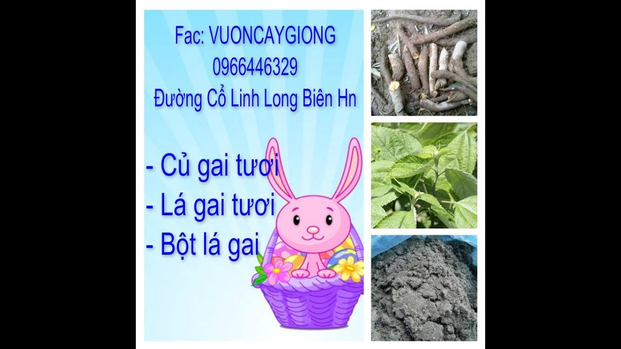 Kết quả hình ảnh cho bán củ gai tươi