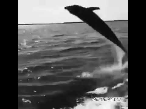 الطفل المعجزة أحمد حيدر رمضان سورة عبس 