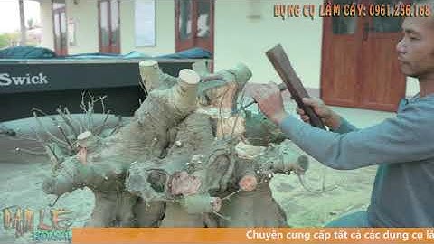 Giáp khai phá cốt sanh tán tầng | NamLe Bonsai