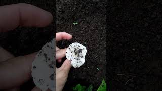 Mengambil jamur pare cantik di kebun, enak buat di masak #jamur #kebun #petualangan #travel Mengambil jamur pare cantik di kebun, enak buat di masak #jamur #kebun #petualangan #travel