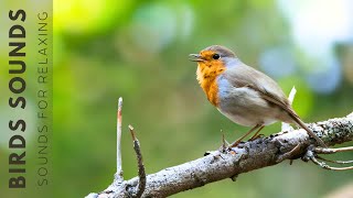 Birds Singing - Natural Bird Sounds For Relaxation, The Best Singing Birds in the World