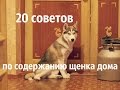 20 советов по содержанию щенка дома. Часть 1.