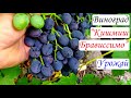 Урожай и особенности винограда Кишмиш Брависсимо. Есть ли косточки в ягодах этой гибридной формы?