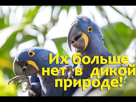 На грани вымирания!