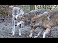 Wolf Play Time for Alpha and Omega, Behaviour, Communication, Wölfe beim Spiel