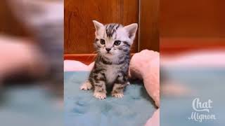 chat drole - funny cats haha - قطط جميلة و مضحكة
