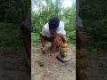 Mouse trap with fox sculpture #survival #farming #hunting #animals #rattrap #skills #viral