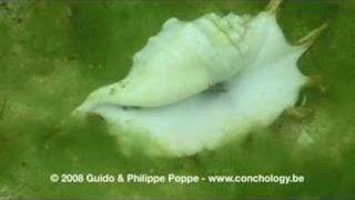 Lambis millepeda albino a live albino lambis millepeda