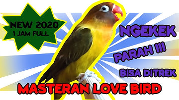 MASTERAN LOVE BIRD VIDEO NGEKEK FULL 1 JAM !!!