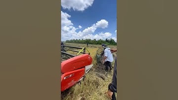 Cắt Lúa Bắt Chuột 🐀🌾