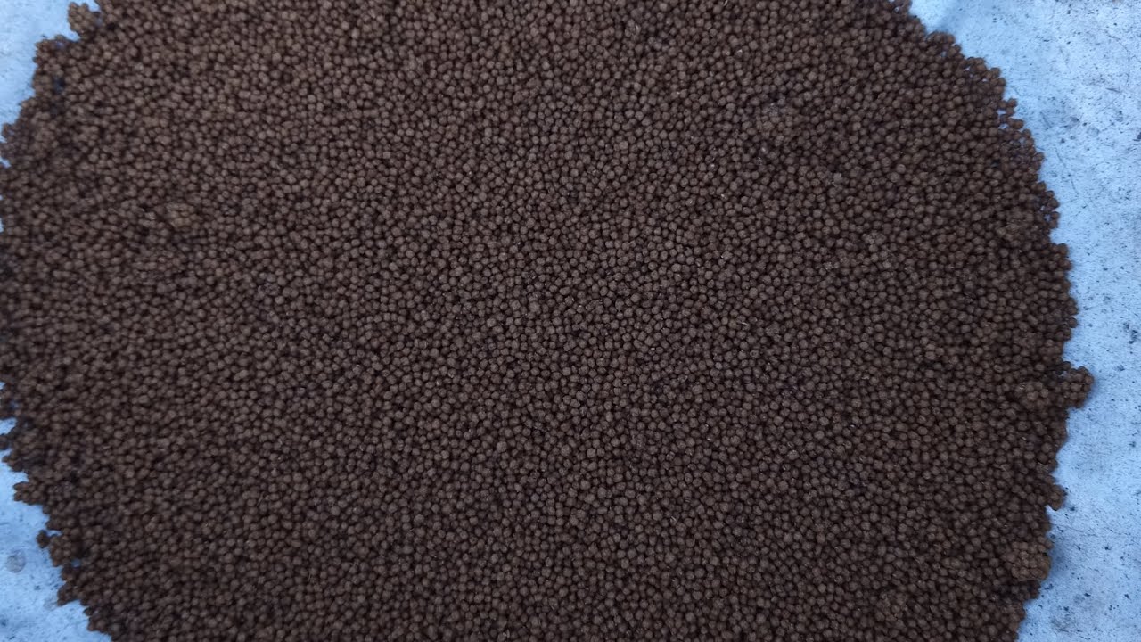 CẤP NƯỚC CHO NÒNG NỌC 2 NGÀY TUỔI