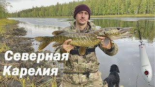 СЕВЕРНАЯ КАРЕЛИЯ / РЫБАЛКА НА КОЛЕБАЛКУ / ЖОР Трофейной Щуки