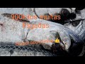 Pesca Maravilhosa Oficial 903 kilos de camurupim (Deus seja louvado sempre)