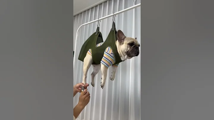 How I Trim My ANGRY French Bulldogs Nails