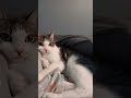#cat #studywithmeandmycat #cute #funnycats #funny #catshorts #csgo