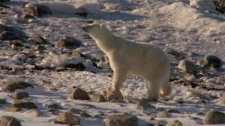 Polar bears fight for survival as sea ice melts