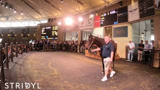 Record Breaking $10,000,000 Winx yearling sells at Inglis. Go Pro POV.