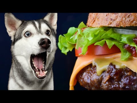 Making Homeless Dogs Gourmet Burgers!