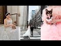 【後撮り】愛犬チワワとウェディングフォトに密着 ＠東京駅