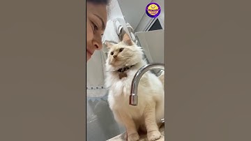 Cat.exe Has Stopped Working 🚫😹 #funnycat #catlife #catvideos #viral