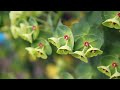 Canon EOS 550D Flowers short clip