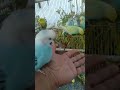 🛒ダイソーで発見！インコ飼い必見グッズ🐦✨ #レビュー