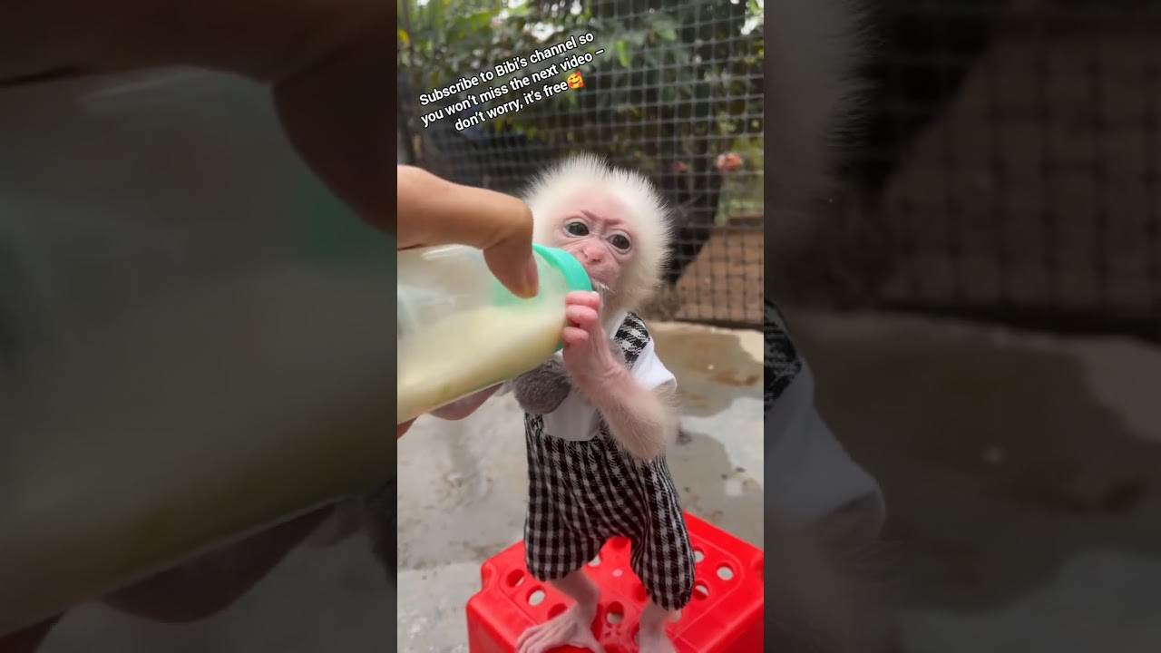 The adorable little newborn baby monkey 
