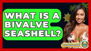 What Is A Bivalve Seashell? - Beach Tour Guide
