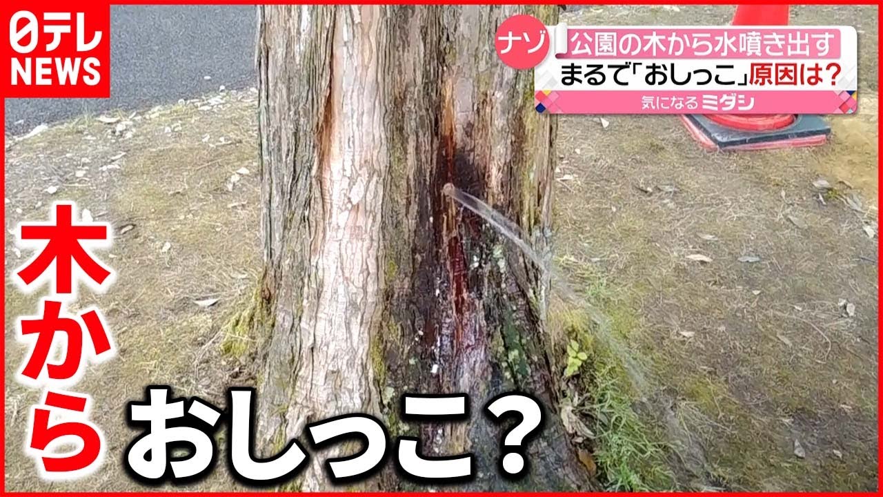 偶然が重なり 公園の木から 水噴き出す 富山市 Youtube