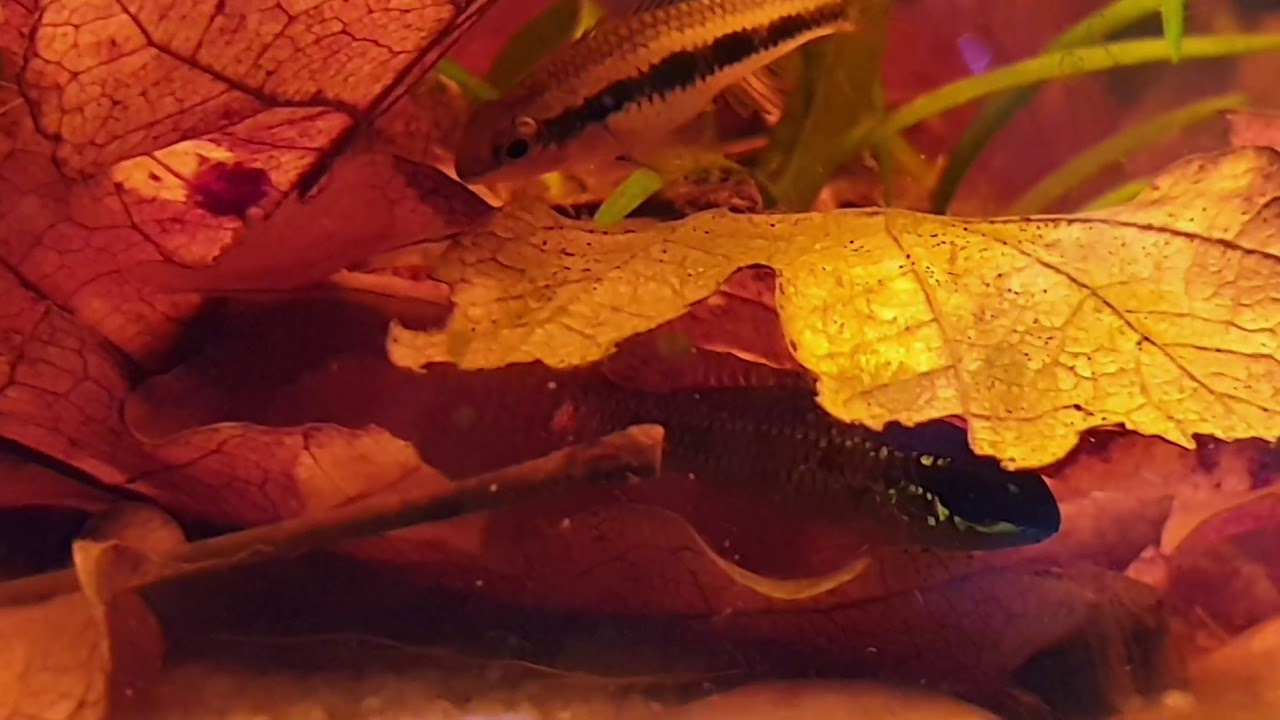 Dicrossus filamentosus reproduction ( checkerboard cichlid )