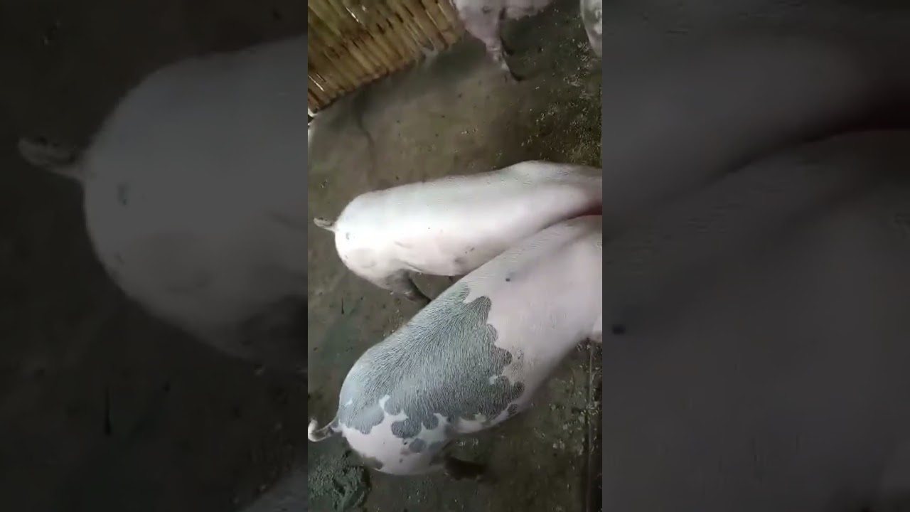 Sarap panoorin 118 days fattening #pig #backyardfarming #piglet #provincelife