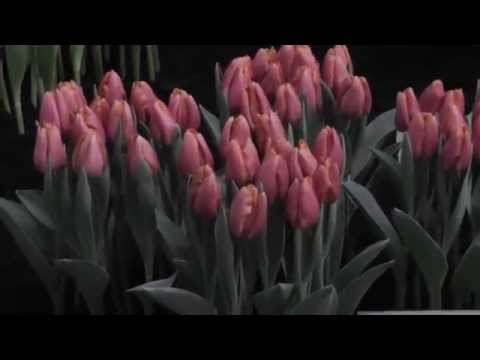 Video: Triumph Tulip Varieties – How To Grow Triumph Tulips In Gardens