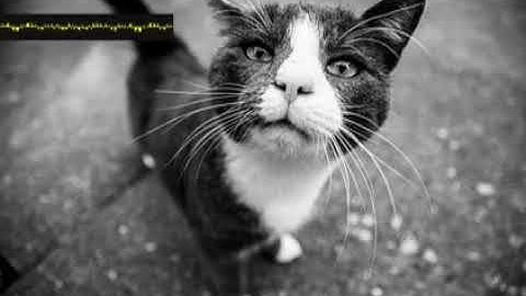 Pérotinsociology Phonograph tktaymiesj