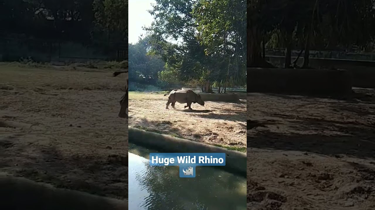 HUGE Wild Rhino Spotted Shorts