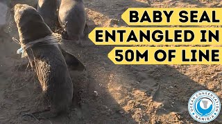 Baby Seal Entangled in 50m Of Line