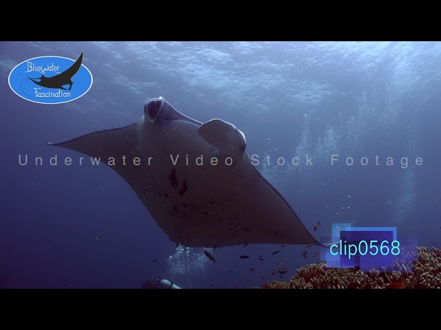 0568_Manta Ray turning over coral reef. 4K Underwater Royalty Free stock Footage.