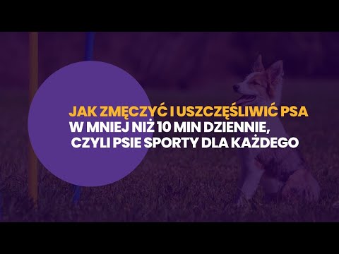 Wideo: 4 świąteczne desery, które możesz zrobić dla swojego psa