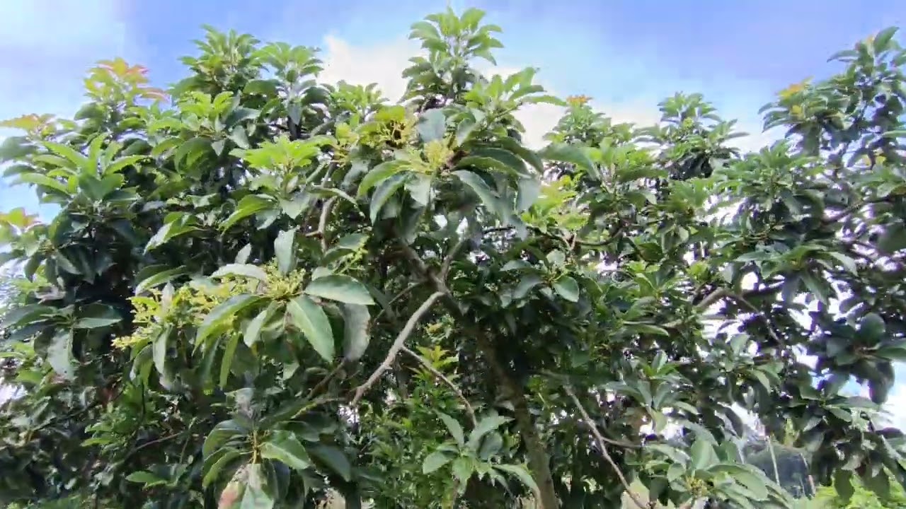 Baru 2 bulan panen, sudah Berbunga Kembali