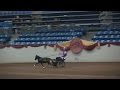 2015 AMHR Nationals: I AM Rhythms Cameo as a roadster horse