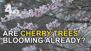 Are Cherry Trees Blooming Already? Here’s What We Know | Changing Climate