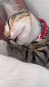 #NenyakMerekaGais😹#KucingTido#shortvideo#catlovers