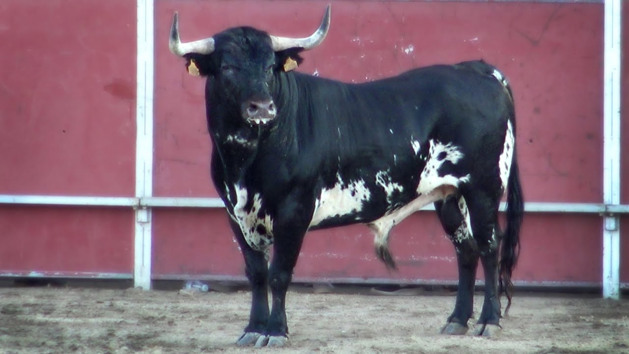 Toros Bravos Concurso Santa Marta 2022