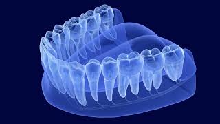 Teeth Root Anatomy Xray View 2023 02 06 06 30 12 Utc