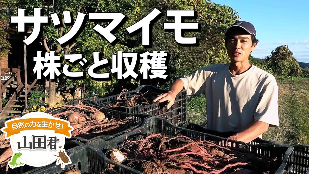 Harness the Power of Nature! Yamada-kun Part 53: Harvesting Sweet