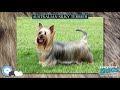 Australian Silky Terrier 🐶🐾 Everything Dog Breeds 🐾🐶 の動画、YouTube動画。