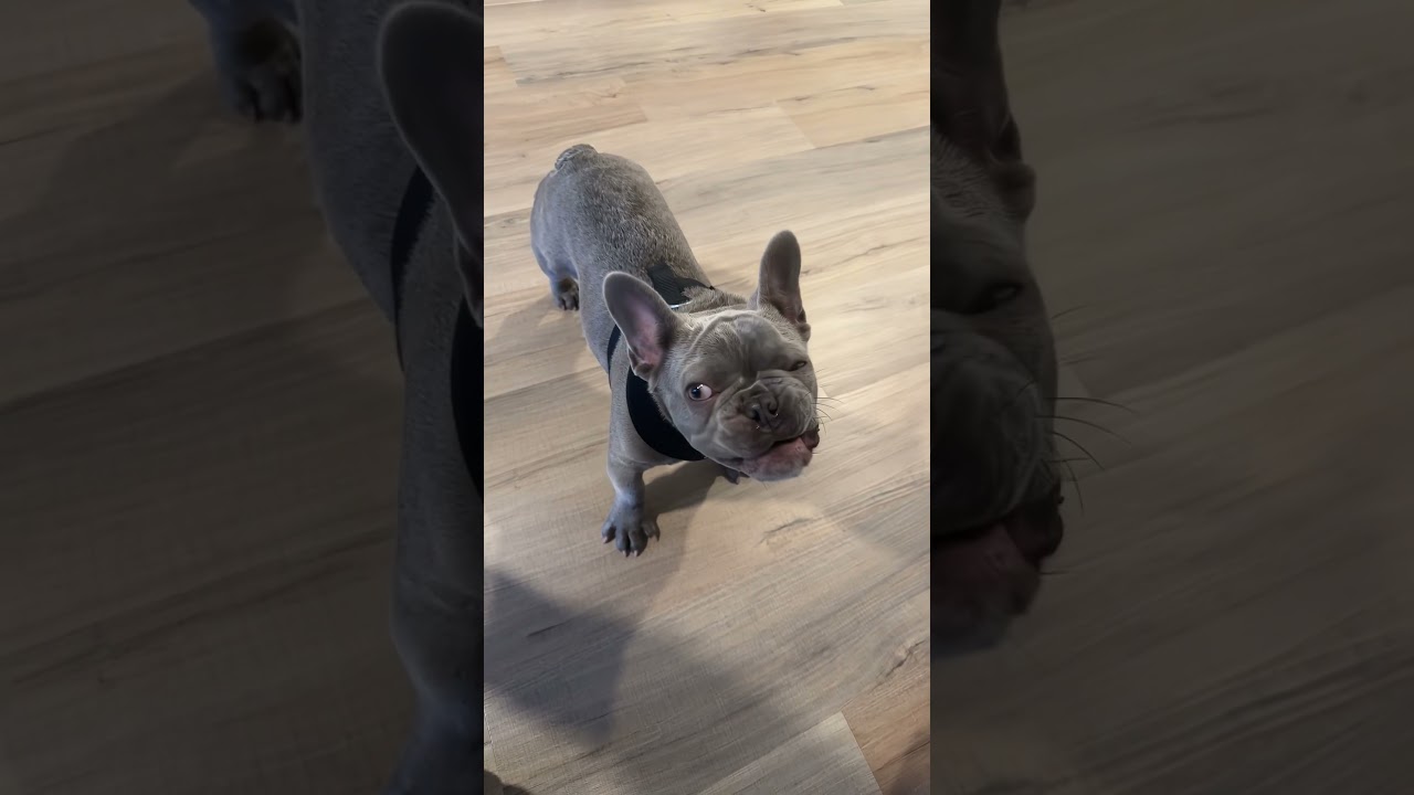 Смешное чихание собаки 🤣🤣